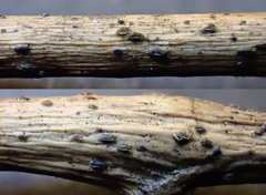 Pyrenopeziza petiolaris