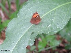 Pterodecta felderi