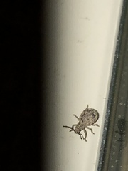 Myosides seriehispidus