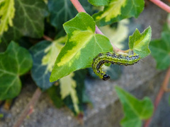 Cydalima