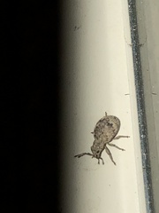 Myosides seriehispidus