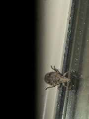 Myosides seriehispidus