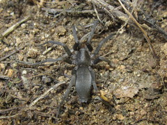 Gnaphosidae