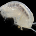 Heterophoxus - Photo (c) smithsonian_marinegeo, algunos derechos reservados (CC BY-NC-SA), subido por smithsonian_marinegeo