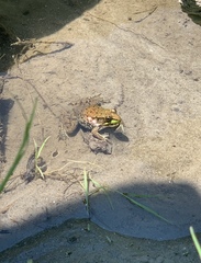 Lithobates clamitans