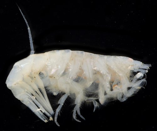 Representative image of Arrhis