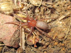 Gnaphosidae
