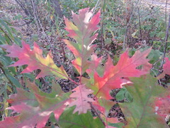 Quercus rubra