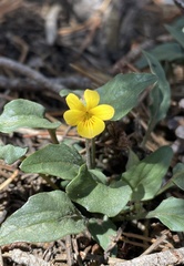 Viola purpurea