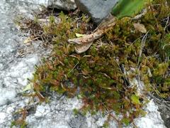 Selaginella wrightii