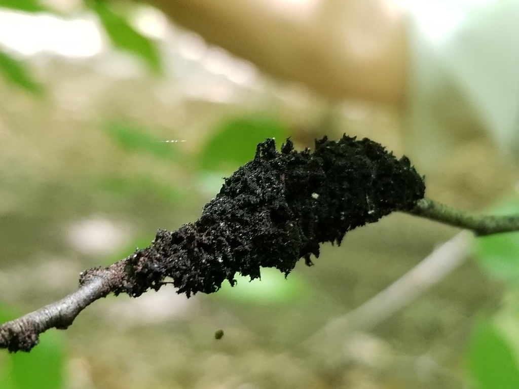 Honeydew Eater from Edgewood, MD, USA on May 14, 2021 at 0158 PM by