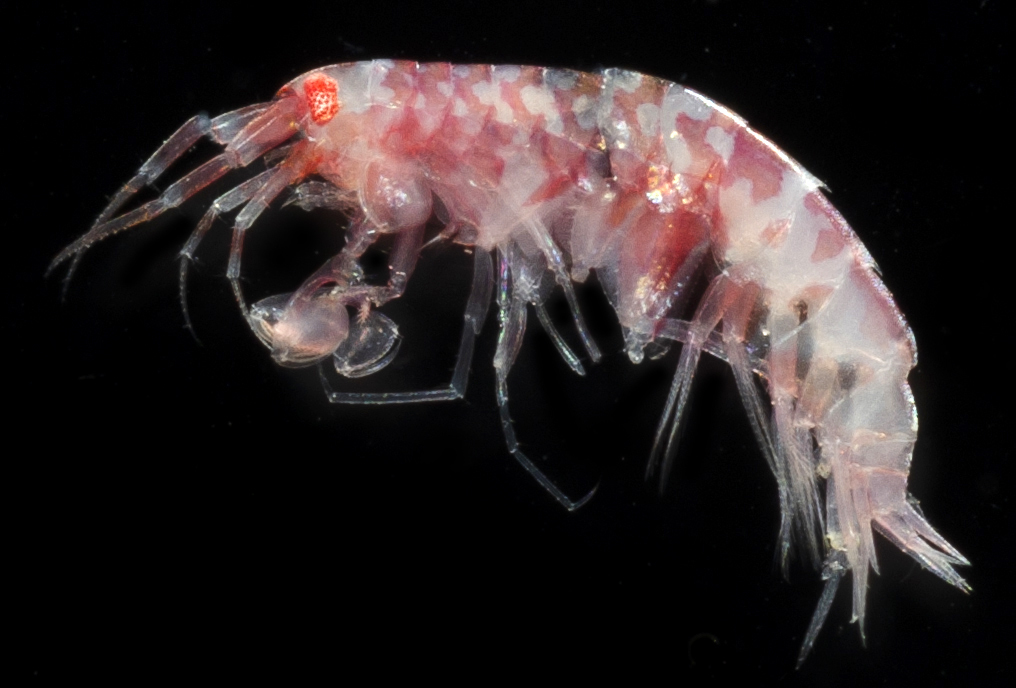 Eusirus columbianus