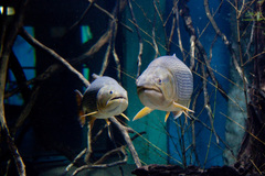Dorado photo 3