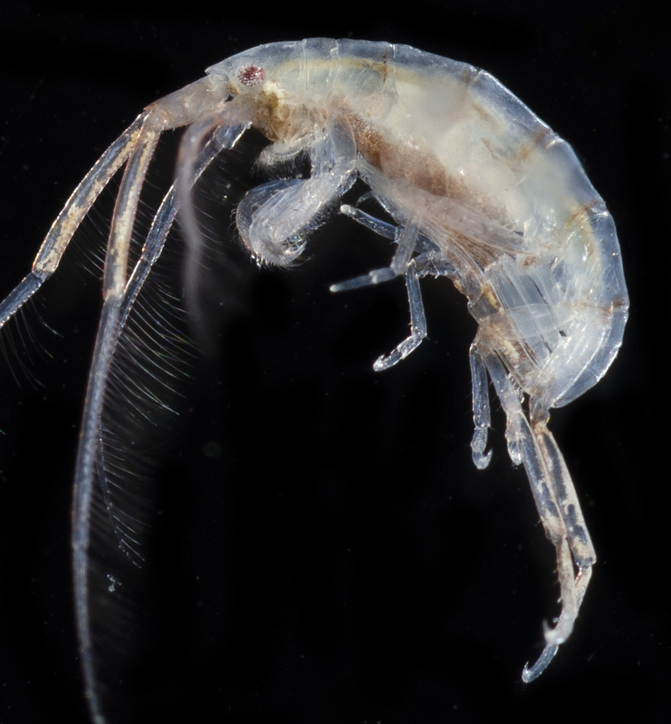 Dulichiidae