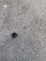 Phidippus audax