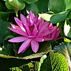 Nymphaea rubra