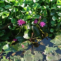 Nymphaea rubra