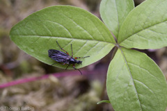 Bibio xanthopus