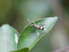 Chlorophorus macaumensis