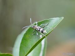 Chlorophorus macaumensis