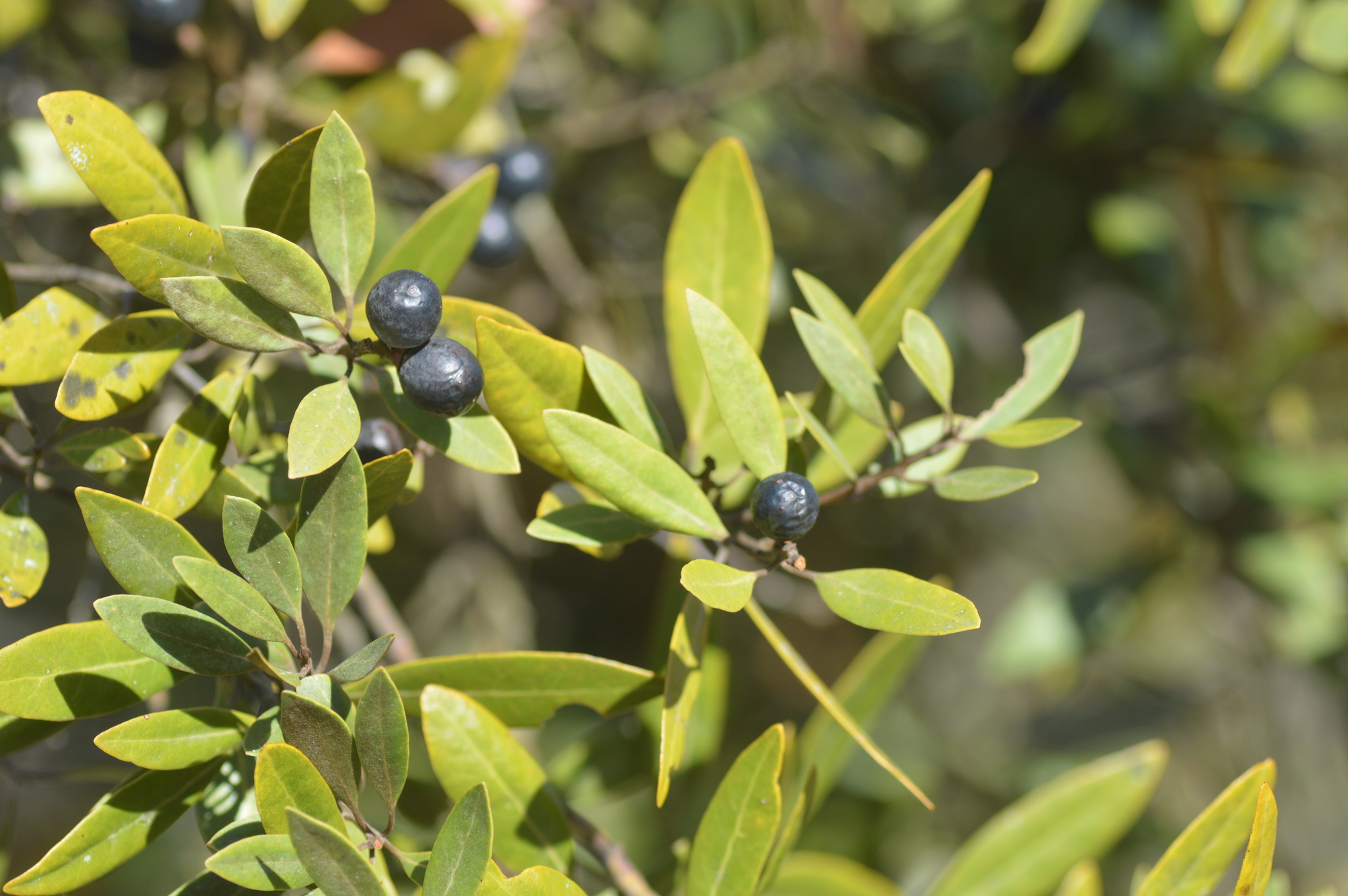 Tamala humilis