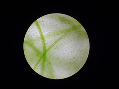 Ulothrix
