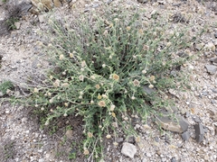 Cevallia sinuata