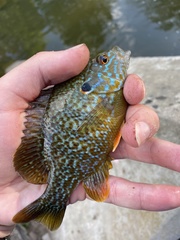 Lepomis gibbosus × cyanellus