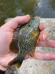 Lepomis gibbosus × cyanellus