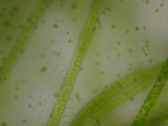 Ulothrix