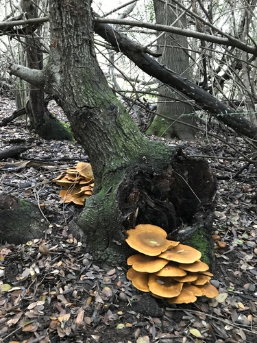 western jack-o'-lantern