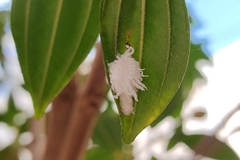 Coleoptera