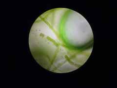 Ulothrix