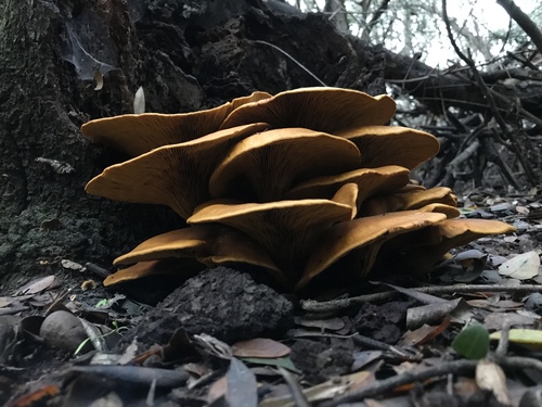 western jack-o'-lantern