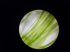 Ulothrix