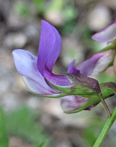 Image of Lathyrus polyphyllus by (c) John A Haskins, some rights reserved (CC BY)