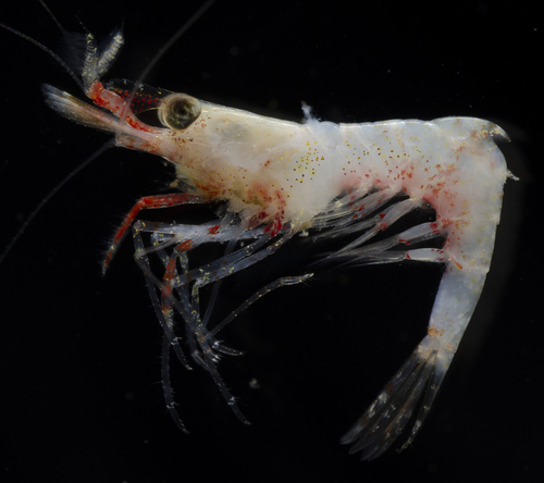 Spirontocaris snyderi