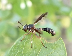 Physocephala marginata