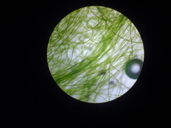 Ulothrix