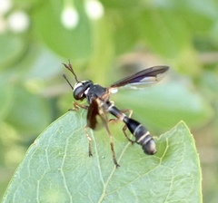 Physocephala marginata