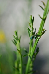 Polydrusus smaragdulus