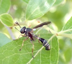 Physocephala marginata