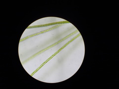 Ulothrix