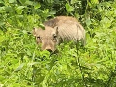 Sus scrofa riukiuanus