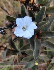 Distimake tomentosus