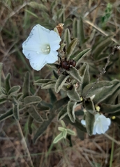 Distimake tomentosus