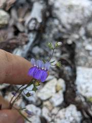 Collinsia linearis