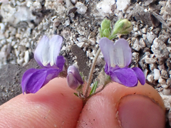 Collinsia linearis