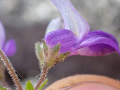 Collinsia linearis