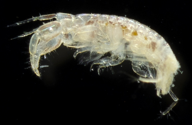 Laticorophium